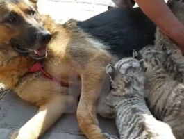 بالفيديو.. كلبة ترضع 4 أشبال من النمور