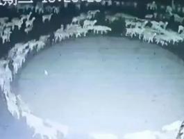 بالفيديو.. قطيع أغنام في الصين يسير دائريا منذ أسبوعين