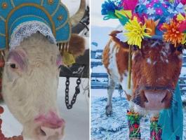 جمهورية ياكوتيا الروسية تنظم مسابقة جمال بين الأبقار و
