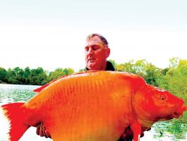 فيديو لاصطياد سمكة ذهبية عملاقة.. وزنها أكثر من 30 كيلوغراما