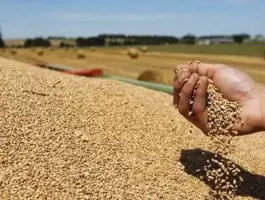 تونس.. توقعات بموسم حبوب 