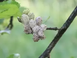 تفسير رؤية التوت الأبيض في المنام