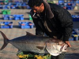 استيراد السمك من مصر لغزة