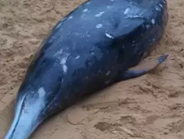 الحوت المنقاري