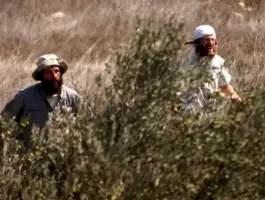 مستعمرون يسرقون ثمار الزيتون من أراضي سهل شرق طولكرم