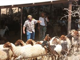 مستوطنون يسرقون