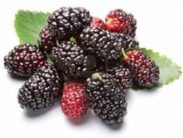 mulberry-jpg-46743368308177699_686236_large