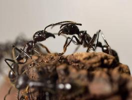 دراسة تكشف أسرار تحركات النمل