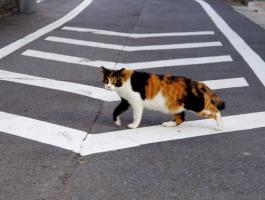 بالفيديو : قطة تلتزم بقواعد المرور!