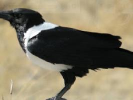 Corvus_albus_-Etosha_National_Park_Namibia-8-700x300