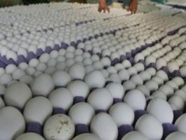 إتلاف 17 ألف بيضة مخالفة في غزة