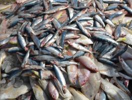 أسعار الأسماك الطازجة في أسواق غزة