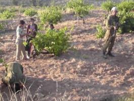 الاحتلال يمنع مزارعين في دير الحطب من دخول أراضيهم