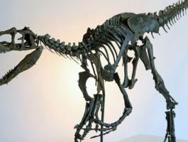 150912040228_skeleton_allosaurus_640x360_pa_nocredit