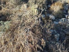 مستوطنون يقطعون أشجار زيتون غرب بيت لحم