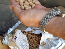 ضبط 10 أطنان من الفستق منتهي الصلاحية في الخليل