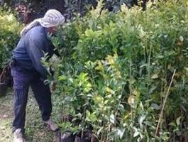 زراعة الخليل وزعت مئات آلاف الأشجار المثمرة والحرجية والرعوية.jpg