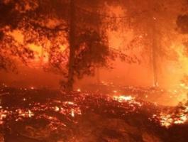 حريق كبير في أحراش مستوطنة دولب غرب رام الله