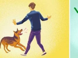 خطوات هامّة جدًا.. ماذا تفعل إذا هاجمك كلب؟