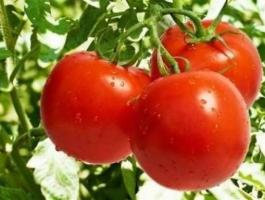 تعرفوا على الفوائد المذهلة للبندورة!