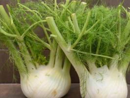 Fennel-1-980x498