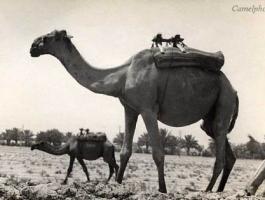 camels_saddles3