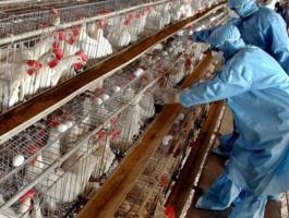 الزراعة تؤكد خلو مزارع الضفة وغزة من مرض انفلونزا الطيور وتطلق بعض التحذيرات