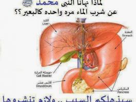 في رحاب الرسول .. لاتشربوا كالبعير