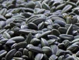 هل يسبب تناول بذور دوار الشمس العقم لدى الرجال؟