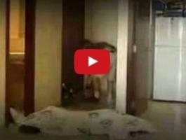 بالفيديو : شاهدوا جريمة قتل سوزان تميم كيف تمت بشكل مروّع!