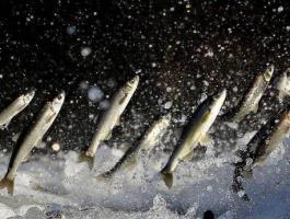 هذه الأطعمة تحافظ على صحة الأمعاء!