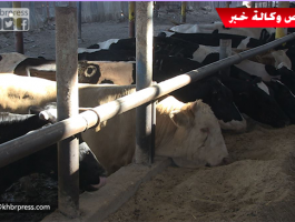 بالفيديو: ركود حاد يضرب أسواق المواشي بغزّة وعزوف كبير عن شراء أضاحي العيد