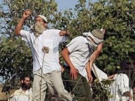 مستوطنون يسرقون ثمار مئات اشجار الزيتون بنابلس