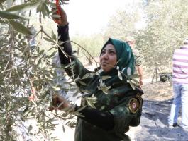 هيئة الجدار تختتم حملة قطف الزيتون في الخليل