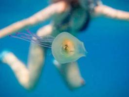 160607163320-tim-samuel-jellyfish-fish-1-exlarge-169-115659-large-jpg-28453302412714967