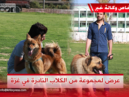 عرض لمجموعة من الكلاب النادرة في غزة