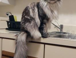 maine-coon-cats-14__605