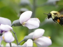 بالفيديو : أول أنواع النحل المهدد بالانقراض
