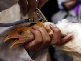 الإمارات تكشف سبب حظرها استيراد الطيور الحية من السعودية