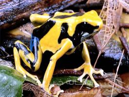 Poison_Dart_Frog