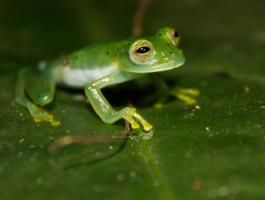 Emerald_Glass_Frog_(Centrolene_prosoblepon).