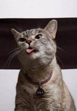 قطة 