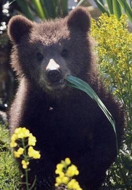 روسيا: أغرب دعوة من حديقة 