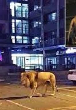 شاهدوا: بوتين ينشر 500 أسد في شوارع روسيا لتطبيق نظام الحجر الصحي