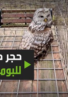 بالفيديو: بومة تحت الحجر الصحي