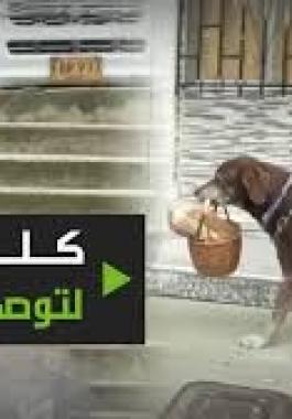 شاهدوا: كلب 