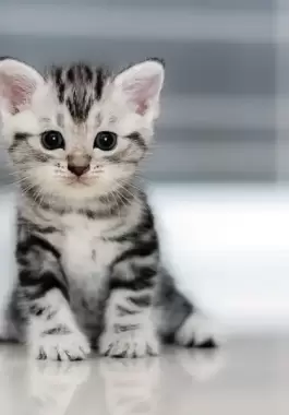 شاهدوا: الأولى من نوعها في الأردن 