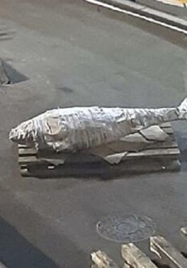 بالفيديو: اصطياد تونة زرقاء عملاقة بالقرب من جزر كوريل