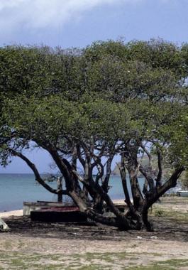 شاهدوا: أخطر شجرة في العالم