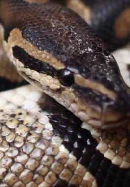 المشهد البشع.. أفعى عملاقة تقتل رجلا و